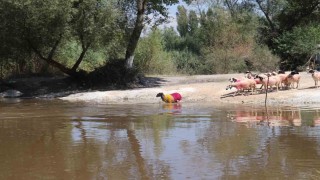 8 asırlık geleneğe şap engeli