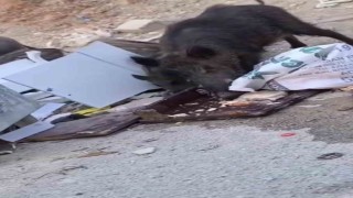 Aç kalan domuz sürüsü çöpte yiyecek aradı