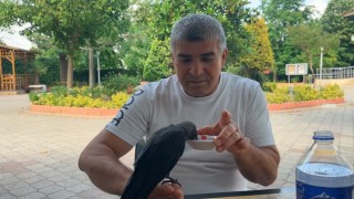 Aç ve susuz kalan yavru kargayı elleriyle besledi