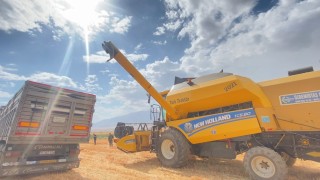 Adilcevazda buğday hasadı devam ediyor