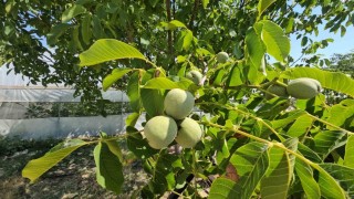 Adilcevazda ceviz rekoltesinde rekor beklenti