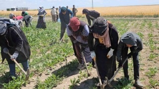 Adilcevazda kavurucu sıcakta ekmek mücadelesi
