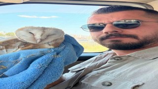 Adıyamanda bitkin halde Bayağı Peçeli Baykuş bulundu