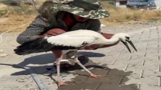 Adıyamanda sıcaktan bayılan leyleği köylüler kurtardı