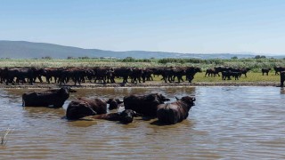 Afrika savanasını andıran görüntüler Bursadan