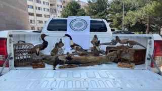 Afyonkarahisarda 14 tahnit hayvan ve 2 kafes ele geçirildi
