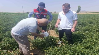 Afyonkarahisarda bitki sağlığı faaliyetleri devam ediyor