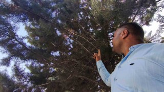 Ağaç gölgesinde ürküten manzara, fareyi yutmaya çalışan yılanla göz göze geldi