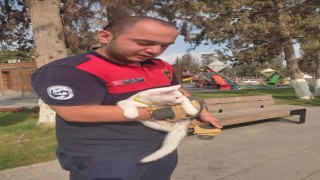 Ağaçta mahsur kalan kediyi itfaiye kurtardı