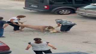 Ağızlıksız dolaştırılan pitbull, hem köpeğe hem de kendi sahibine saldırdı
