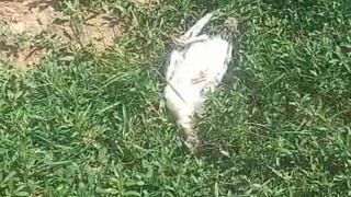 Ağrıda başıboş köpekler dehşet saçtı: 25 hindi ve tavuk telef oldu