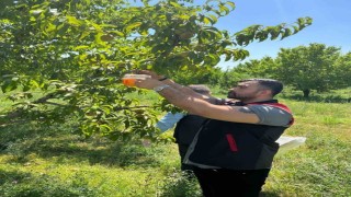 Akdeniz meyve sineğine karşı mücadele ediliyor