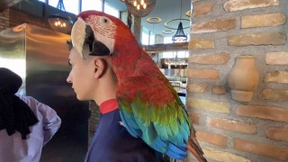 Aksarayda restorana papağan operasyonu