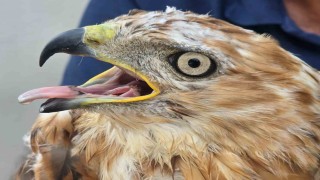 Aksarayda yaralı kızıl şahin bulundu