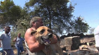 Aksuda yürek yakan yangında evler hasar gördü, hayvanlar telef oldu