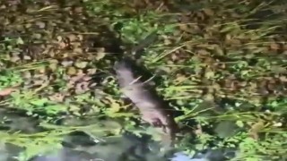 Akyakada nesli tükenme tehlikesindeki Su Samuru görüntülendi