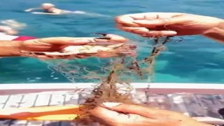 Alanyada ağa takılan yengeçler kurtarıldı