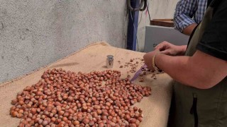 Alaplıda fındık hasat tarihleri belli oldu