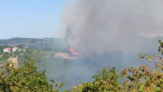 Alaplıda ormanlık alanda yangın