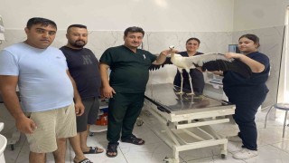 Alaşehirde susuz kalan leylek kurtarıldı