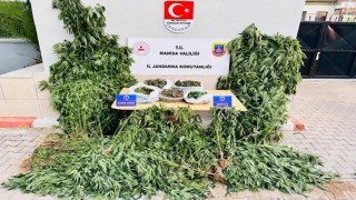 Alaşehirde yasa dışı kenevir ekimine jandarma darbesi