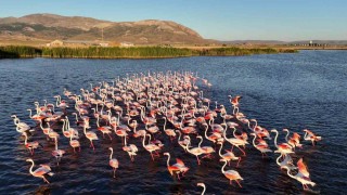 Allı turnalar izleyenleri mest etti