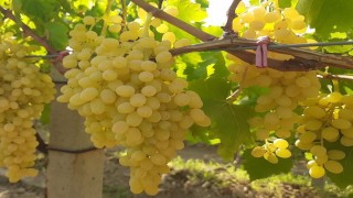 Altın sarısı Sultaniye üzümün yolculuğu başladı