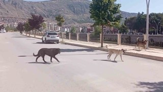 Amasya sokaklarında halkı korkutan köpek çetesi