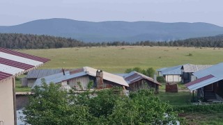 Ankarada yılkı atları kameralara yakalandı