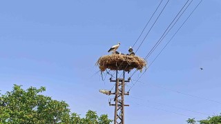 Anne şevkatiyle yaralı leyleğe sahip çıktı