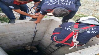 Antakyada 10 metrelik kuyuya düşen köpeği itfaiye kurtardı