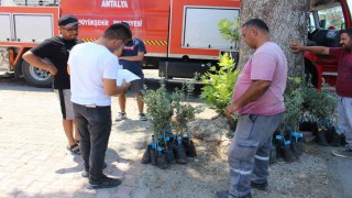 Antalya Büyükşehir Belediyesinden zeytin seferberliği