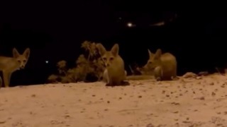 Antalyada aç kalan tilki yavrularını kraker ve bisküviyle beslediler