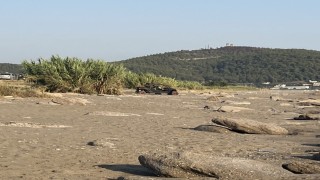 Antalyada caretta caretta yuvaları zarar gördü