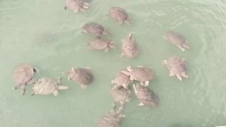 Antalyada saldırgan Nil kaplumbağası uyarısı