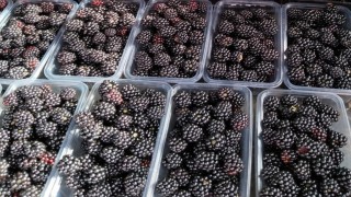Antioksidan zengini böğürtlen vitamin ve mineral kaynağı