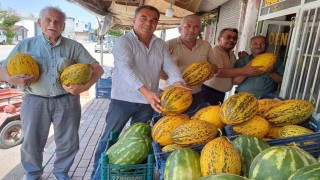 Araban Ovasında kavun hasadı başladı