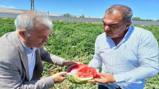 Arabanda karpuz hasadı başladı