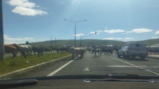 Ardahanda başıboş atlar trafikte tehlike saçıyor