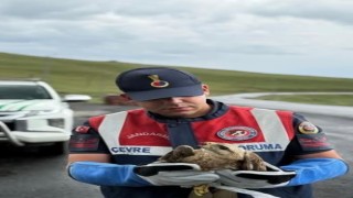 Ardahanda yaralı kızıl şahin korumaya alındı