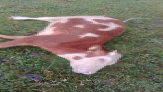 Ardahanda yıldırım düştü, 5 inek telef oldu