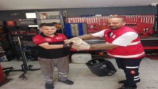 Arnavutköyde nadir rastlanan peçeli baykuş bulundu