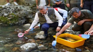 Artvinde 5 bin kırmızı benekli alabalık doğaya salındı