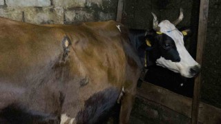 Artvinde ayı saldırısı: Köylülerin müdahalesiyle inek kurtarıldı