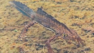 Artvinde nesli tehlike altındaki Kafkas semenderi görüntülendi