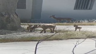 Artvinde yaban hayatı cep telefonu kamerasına yansıdı