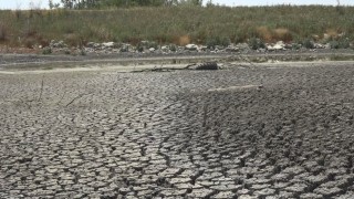 Aşırı sıcaktan kuruyan gölette balıklar telef oldu