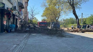 Asırlık çınar ağacı 4 katlı binanın üzerine devrildi, camlar kırıldı