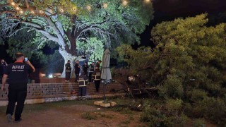 Asırlık çınar ağacının kopan dalı 4 kişiyi yaraladı