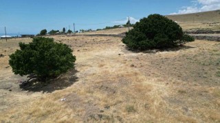 Asırlık dut ağaçları zamana meydan okuyor